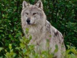 loup_du_labrador_20211210_1327963424